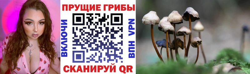 Купить закладки  Старица  Псилоцибиновые грибы ЛСД 